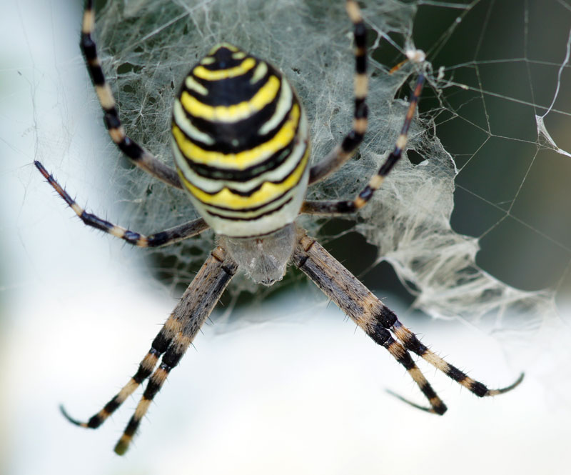 Grosso ragno zebrato sul mio giardino